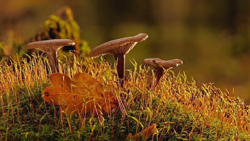 Moss Types